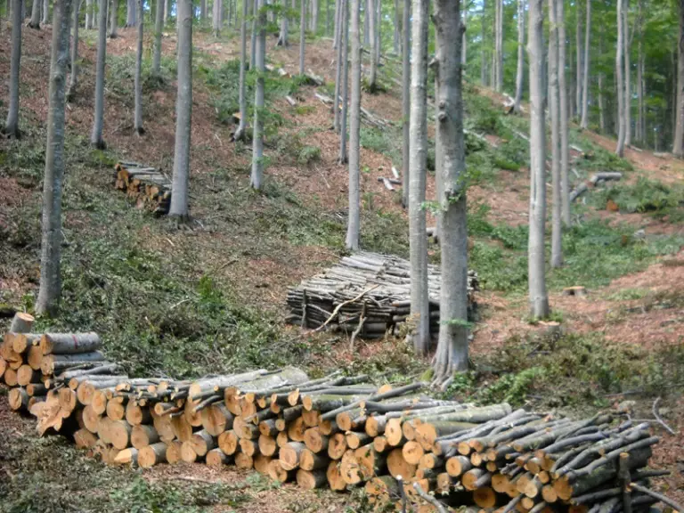 taglio legno